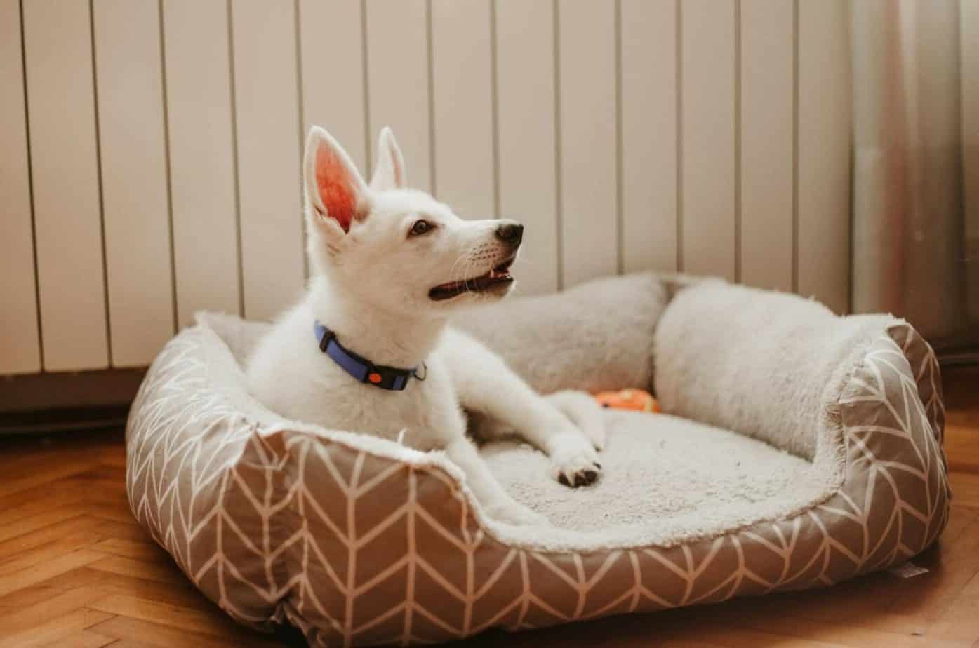 wash dog bed with stuffing