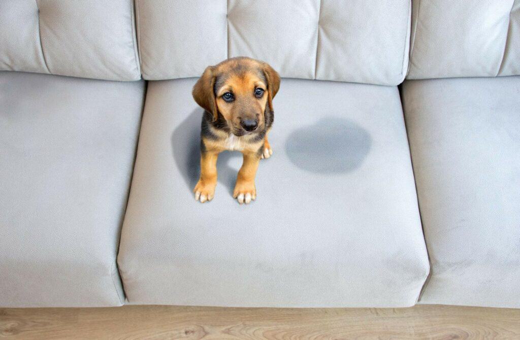 A Puppy Sitting Near Wet or Piss Spot on the Mattress