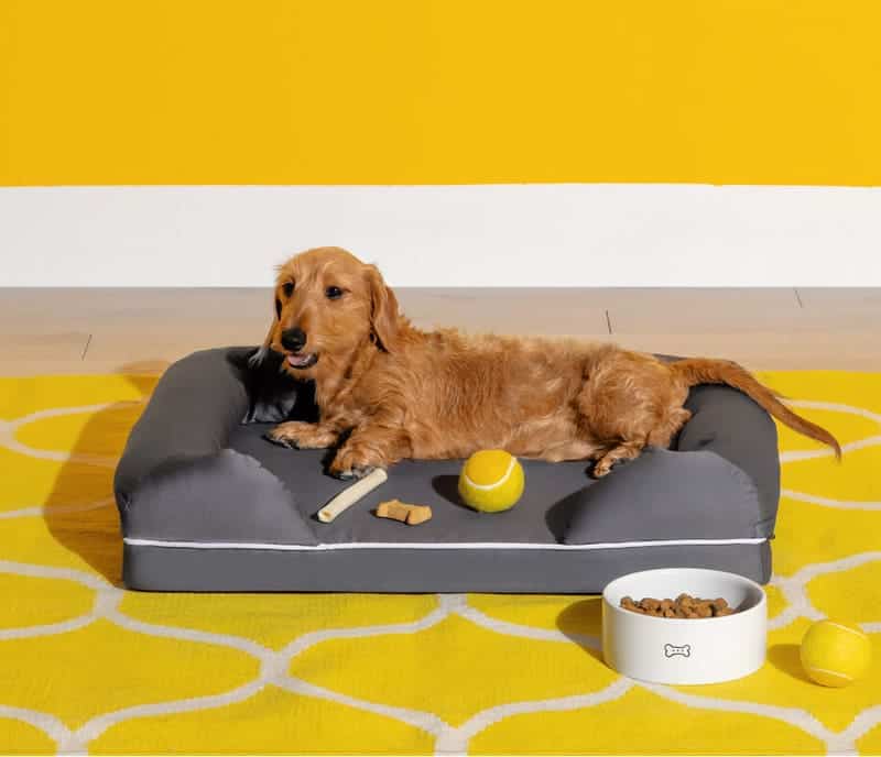 A Dog sitting on a Nectar Dog Bed