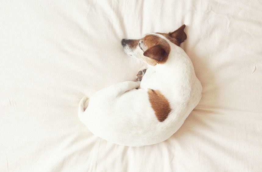 Dog curled up sleeping on a comfy bed