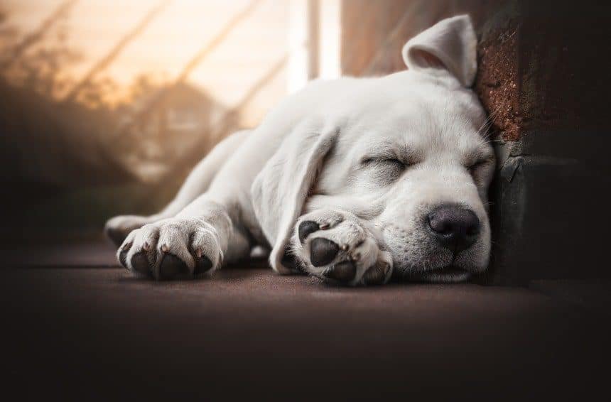 young cute dog is sleeping outdoors