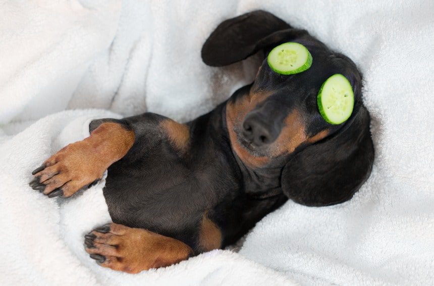 Dog relaxed from spa procedures on face with cucumber, is laying down on its back with its belly up