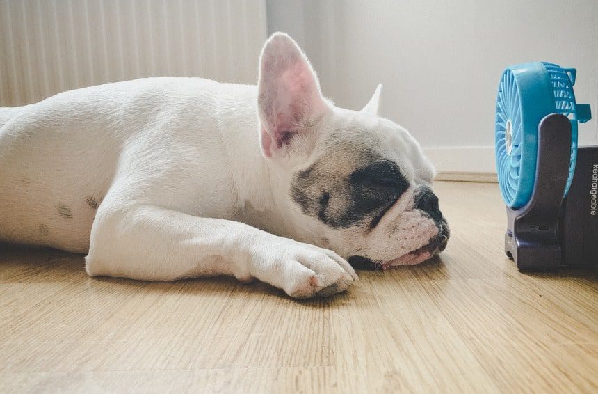 A dog sleeping on tummy next to the mini electric fan