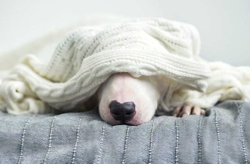 A cute dog is sleeping on a bed under a white knitted blanket.