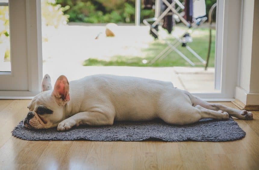 A Dog sleeping on the doormat by the door