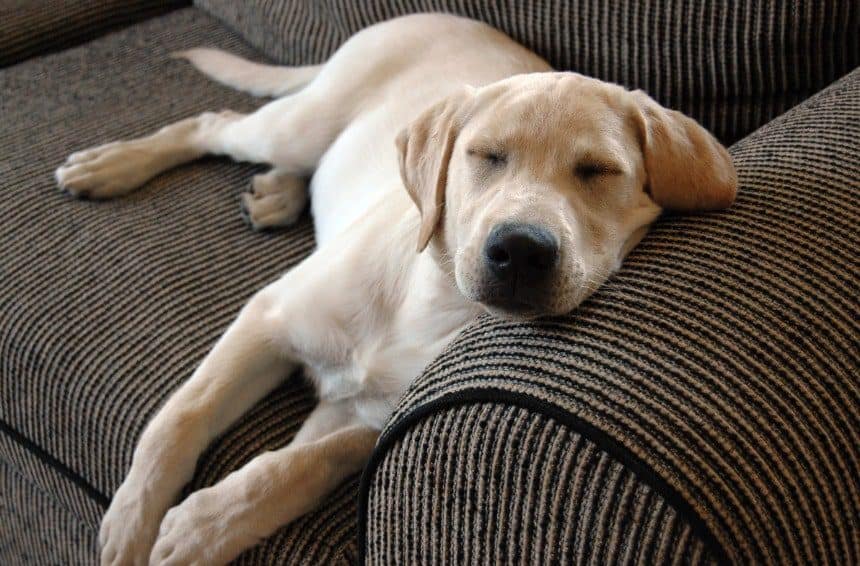 A Cute Puppy taking a nap on couch with its neck raised