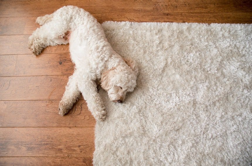 A small dog lies down on a fluffy rug on the floor