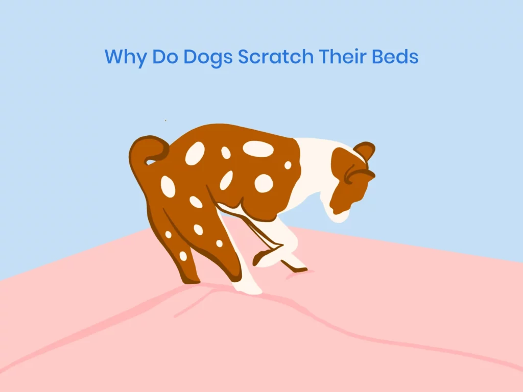 Why Do Dogs Scratch Their Beds Nectar Sleep